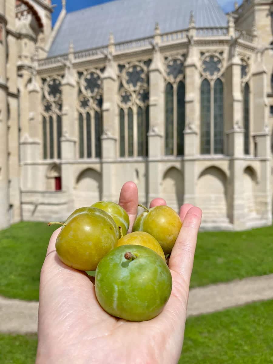 saint-germain castle chapel with greengage plums to tell a royal story